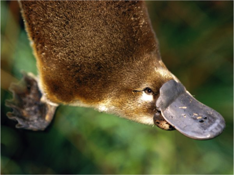 Platypus